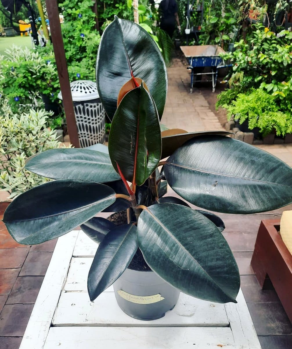 tall American rubber plant in pot