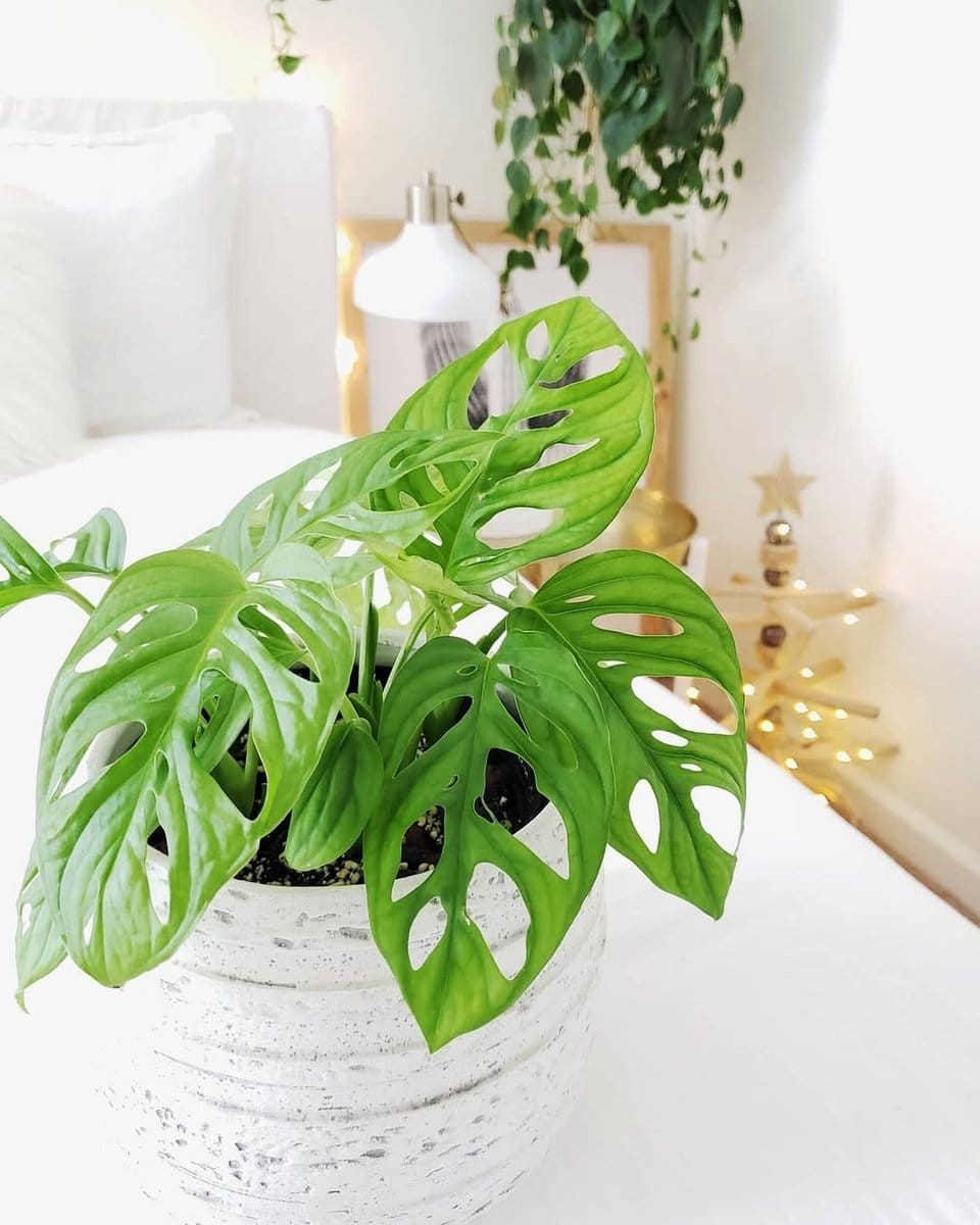 Amigo Plant with close-up of leaves