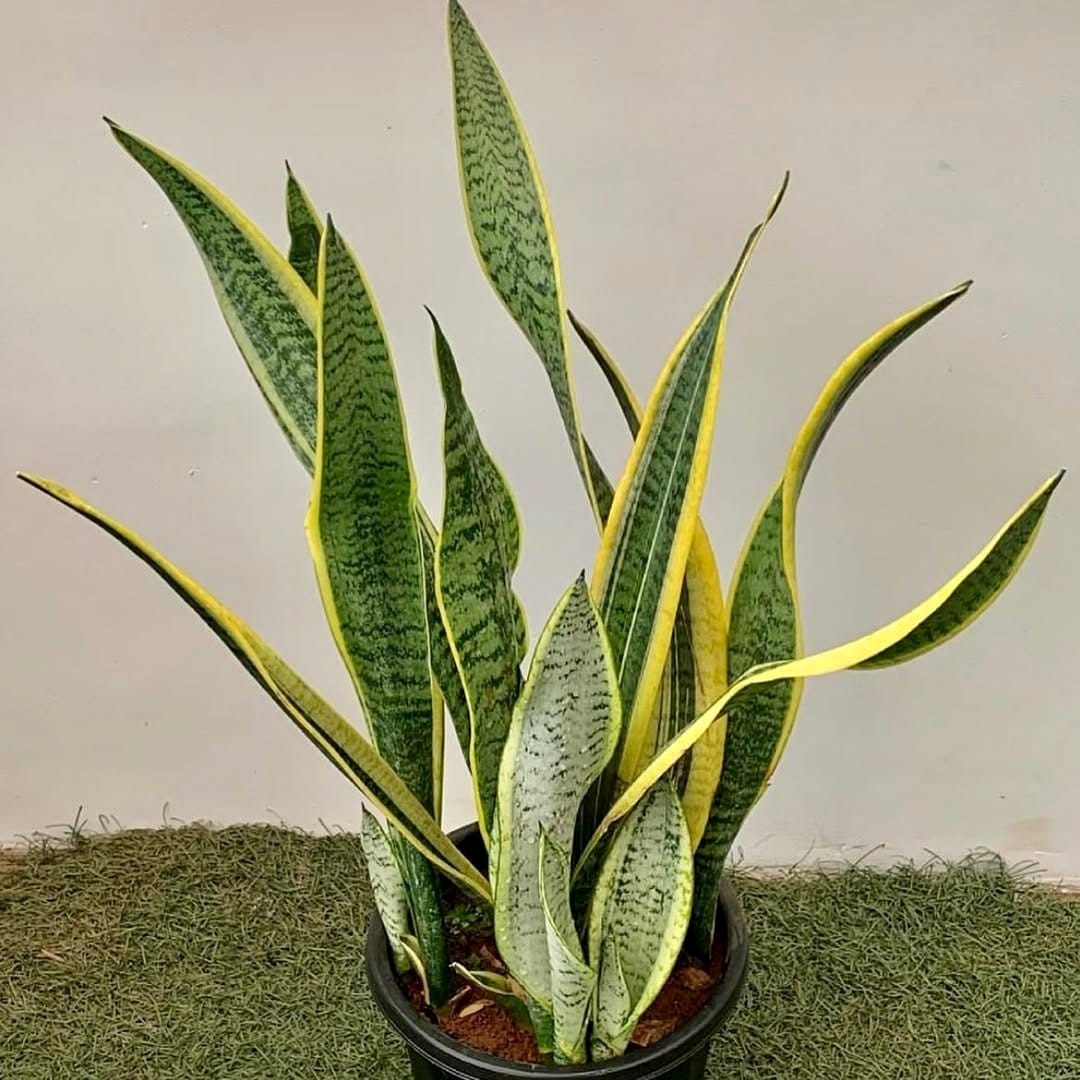 American rubber plant in meditation corner