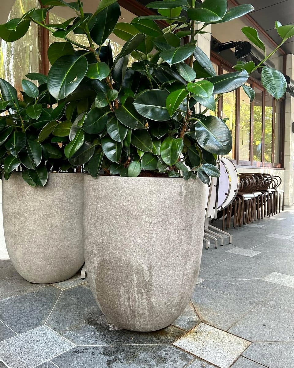 American rubber plant on kitchen counter