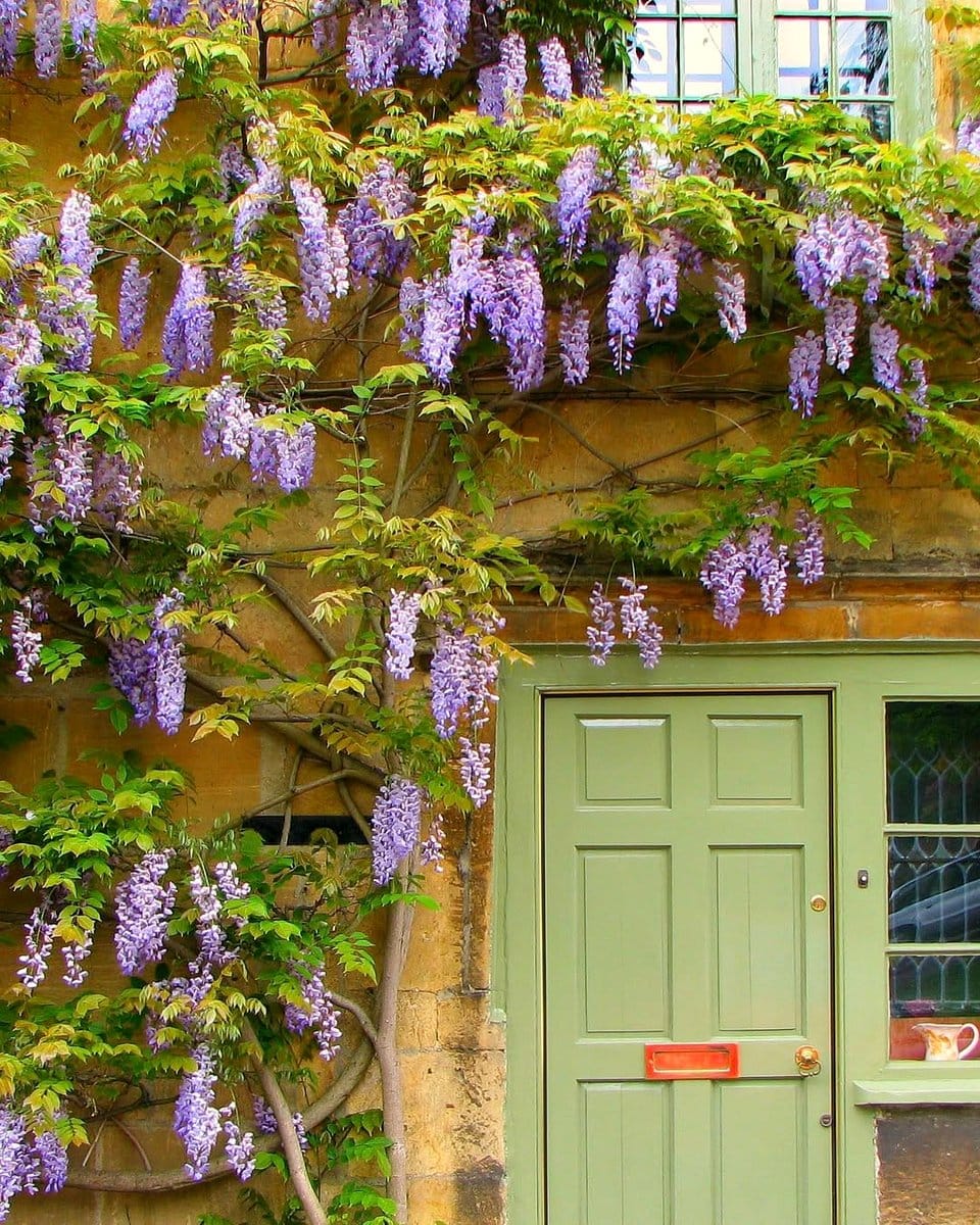 vertical garden with American Wisteria