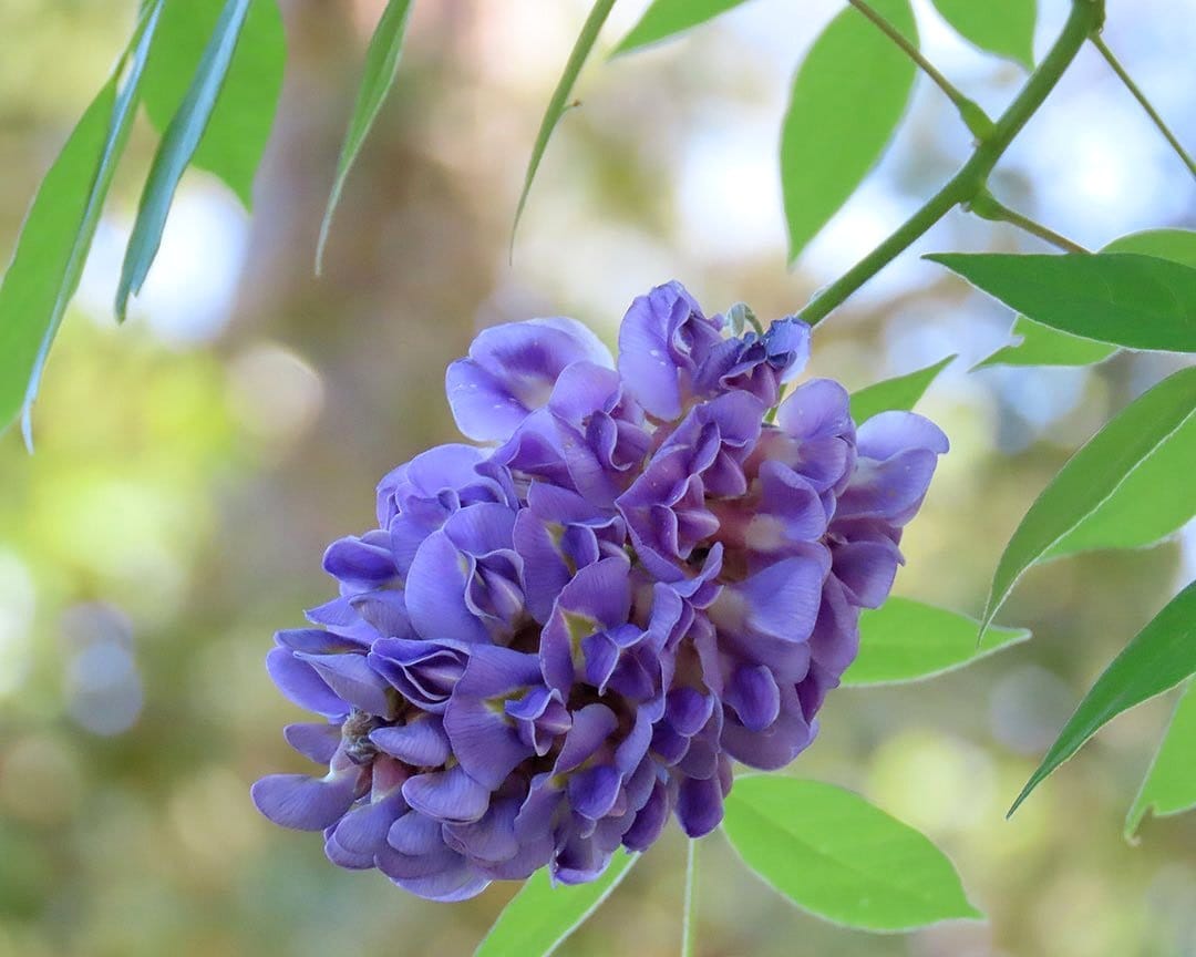butterflies around American Wisteria
