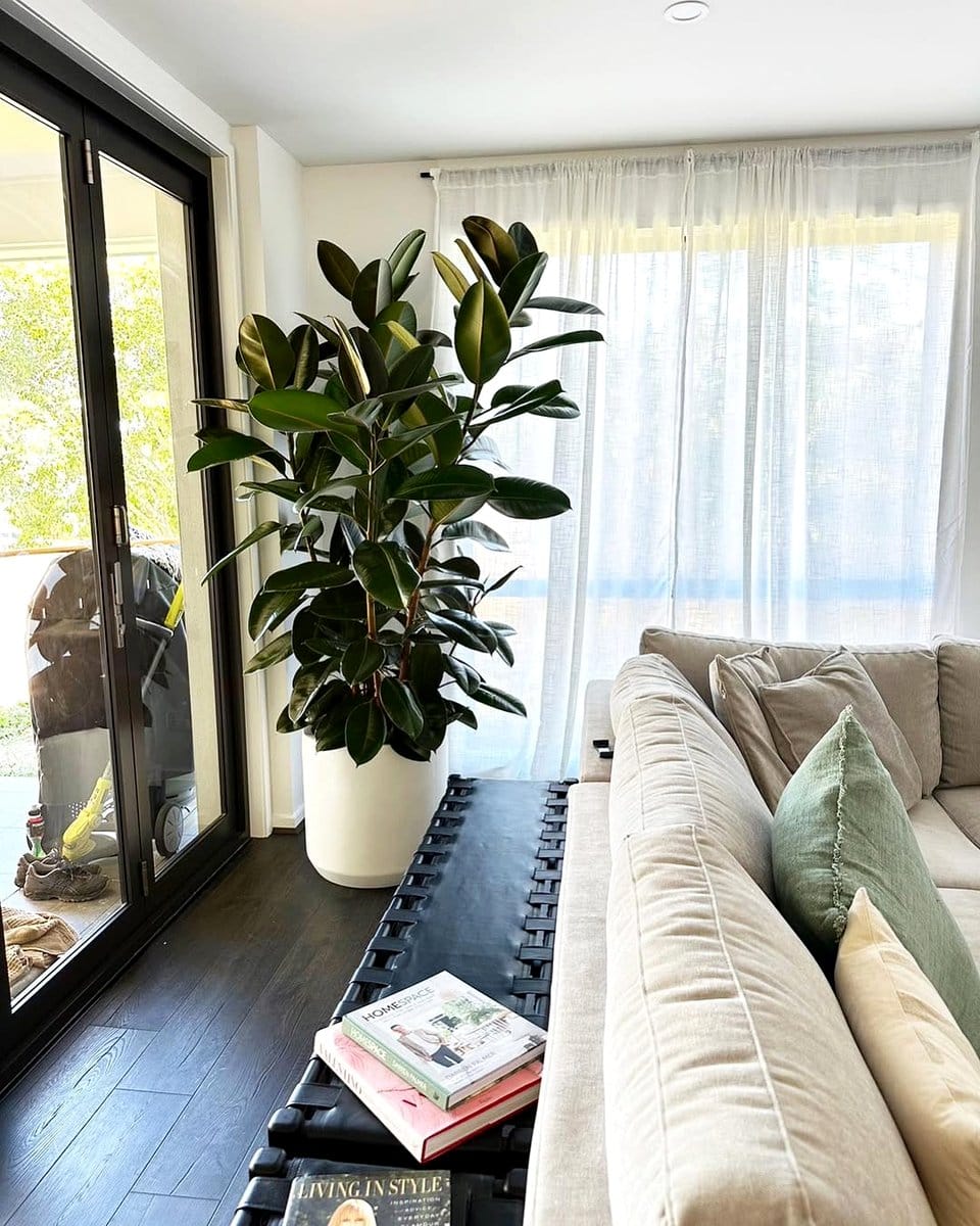American rubber plant in reading nook