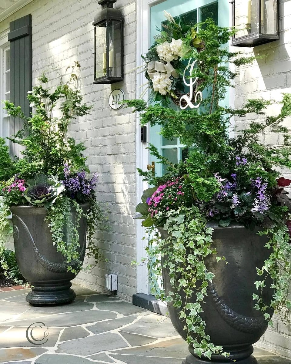 Amethyst Sea Holly as a garden centerpiece