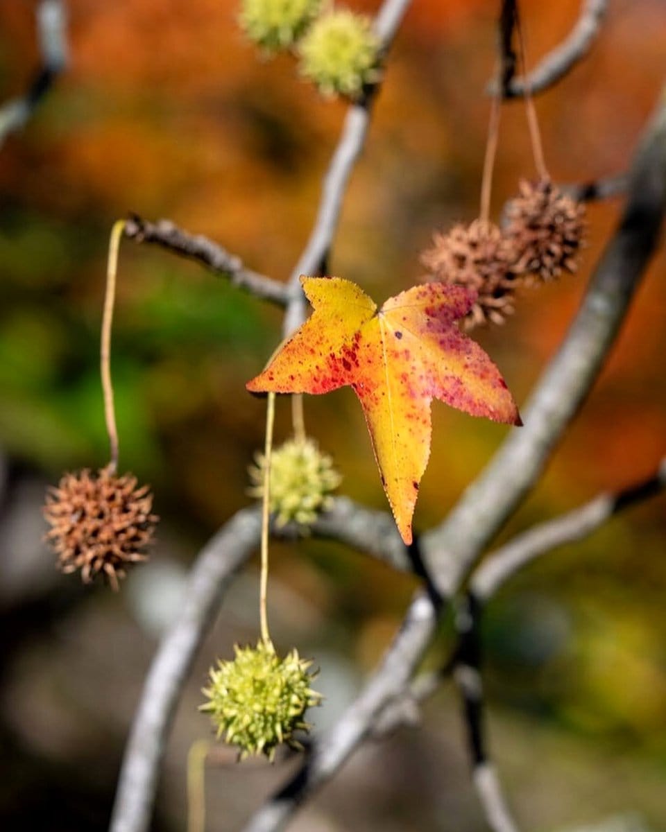 sweetgum seed pods scattered