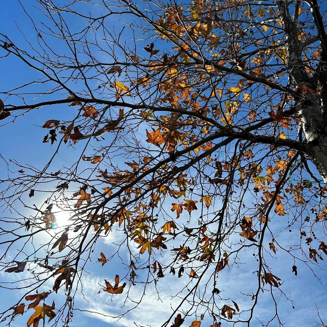 sycamore leaves against blue sky
