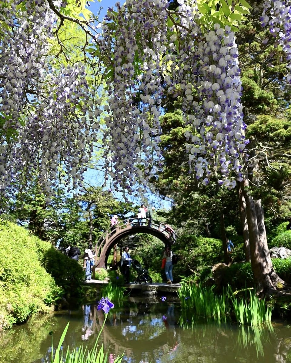 American Wisteria near a garden pond