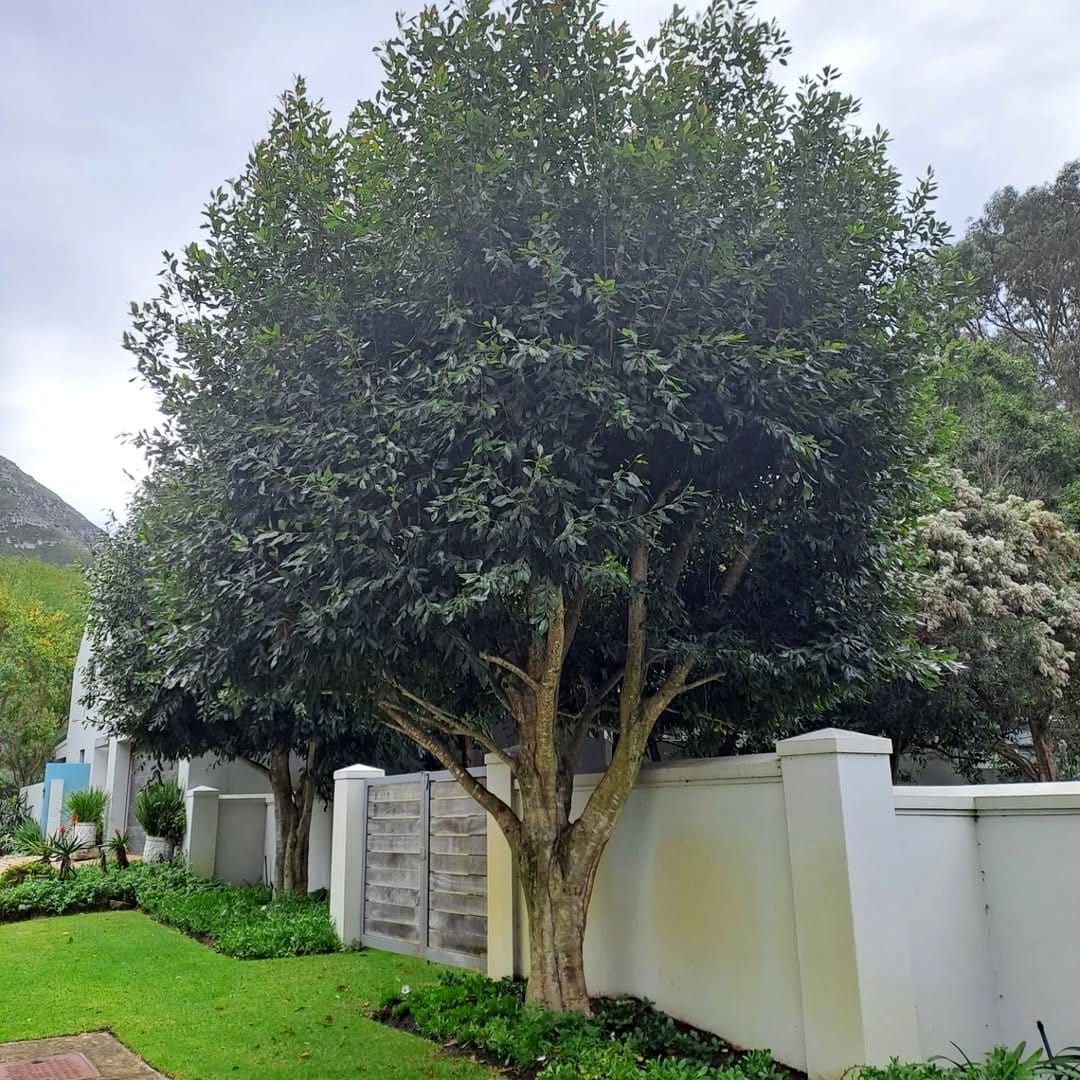 sweetgum tree in residential landscape