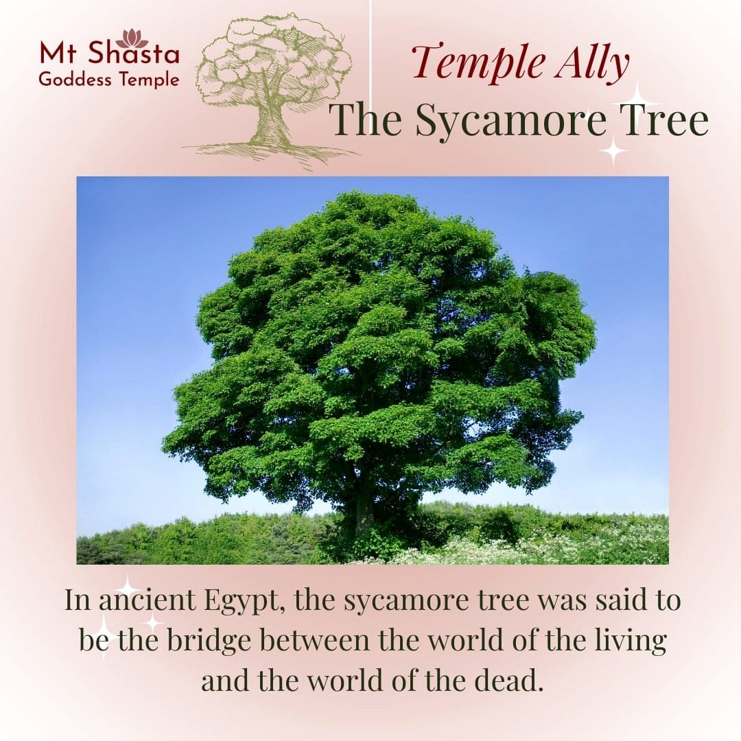 ancient sycamore tree by a river