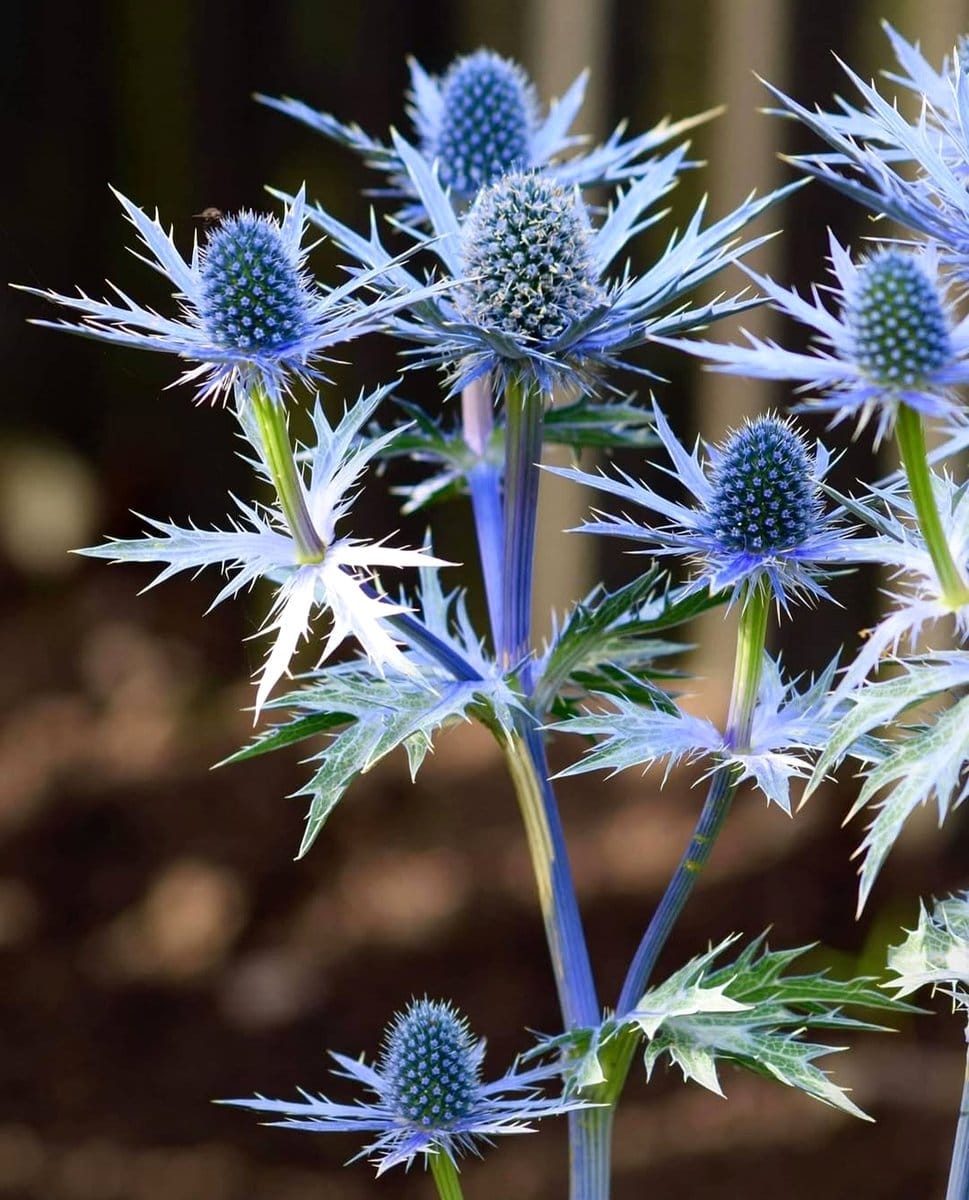 Amethyst Sea Holly in rocky soil