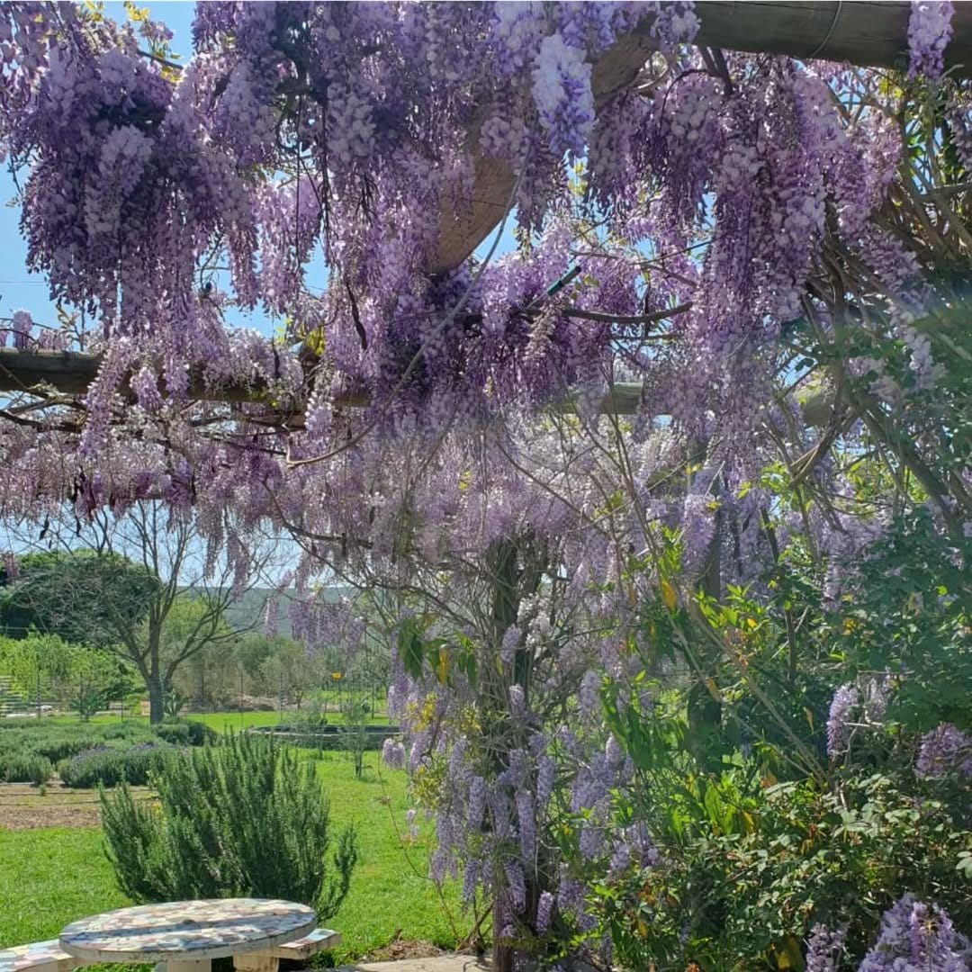 American Wisteria draped over a pergola