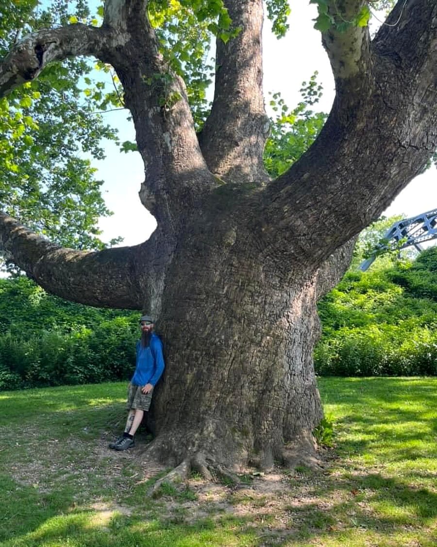 tall sycamore tree in a forest
