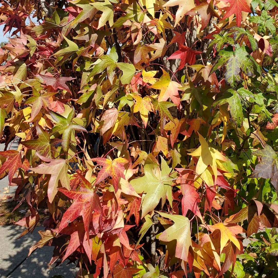 sweetgum tree in autumn