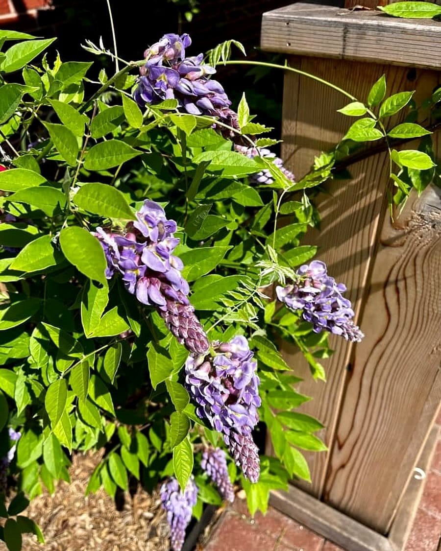 American Wisteria as ground cover