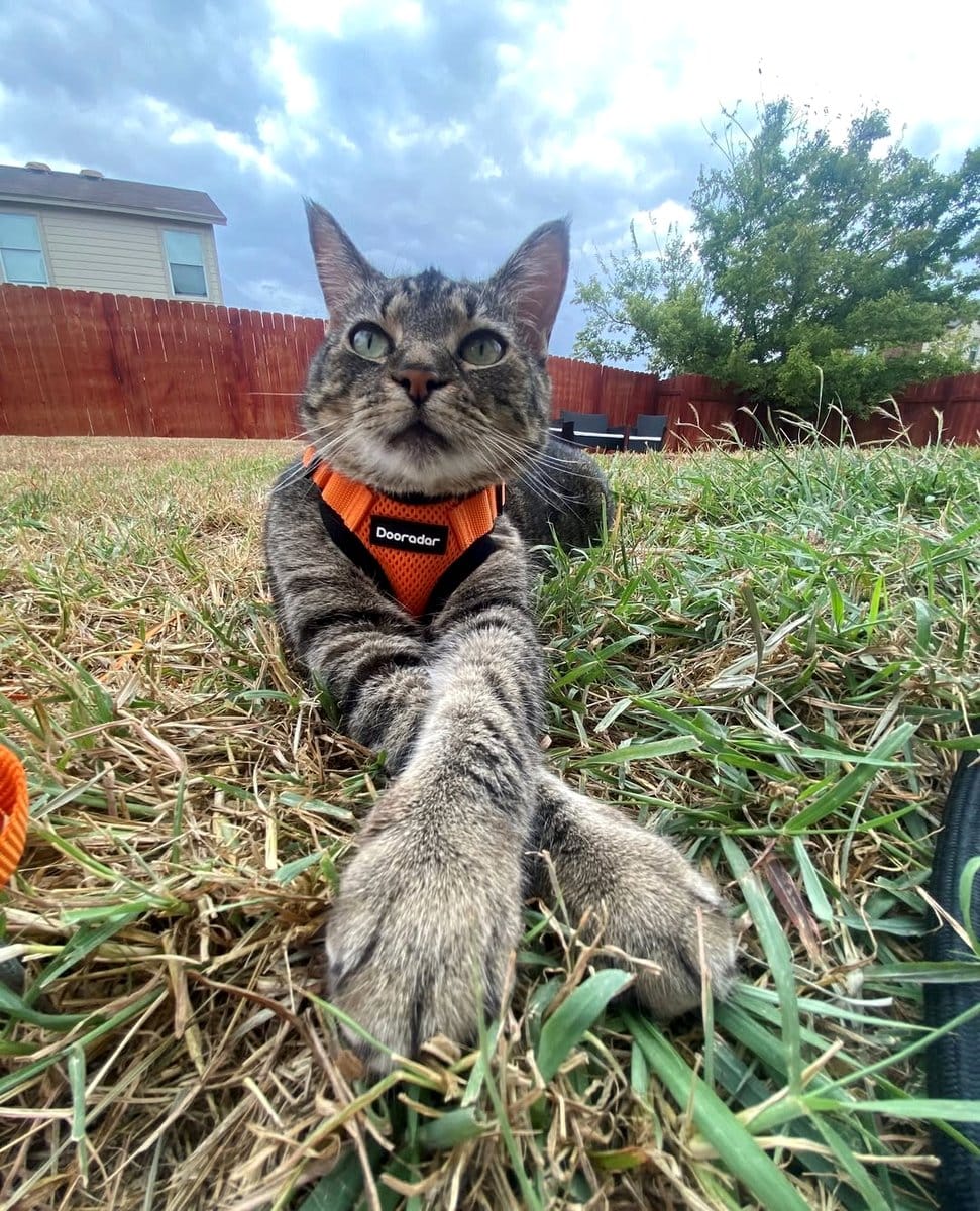 Amigo Plant with playful cat