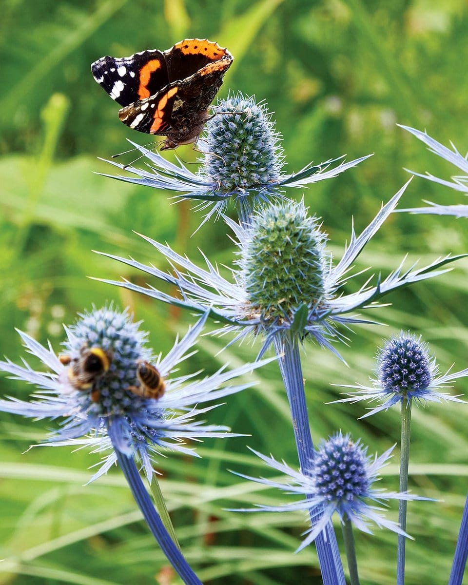 Bee pollinating Amethyst Sea Holly