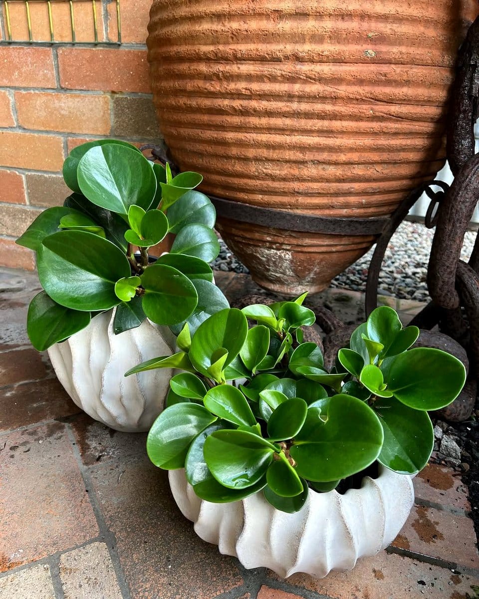 American rubber plant on balcony