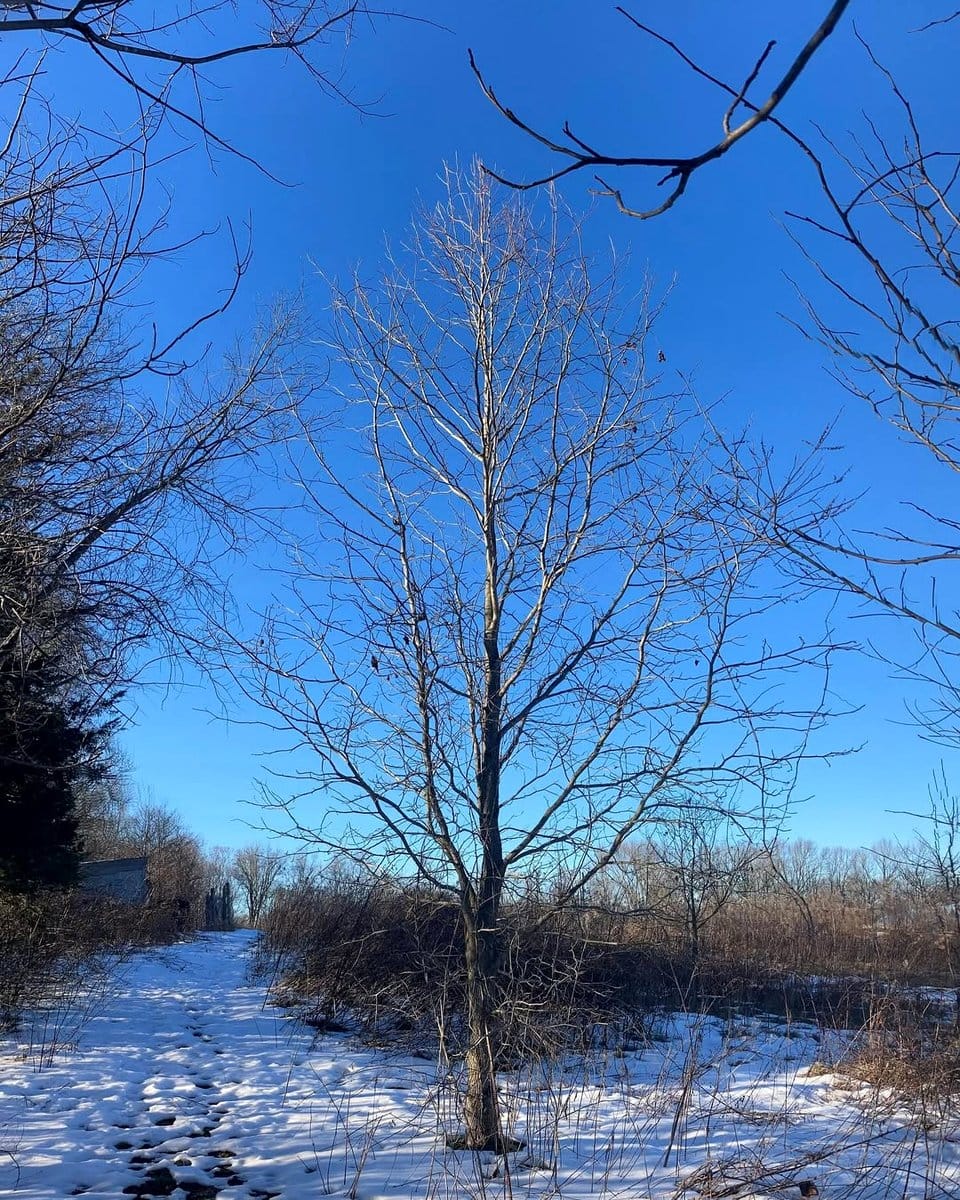gardener pruning sweetgum branches