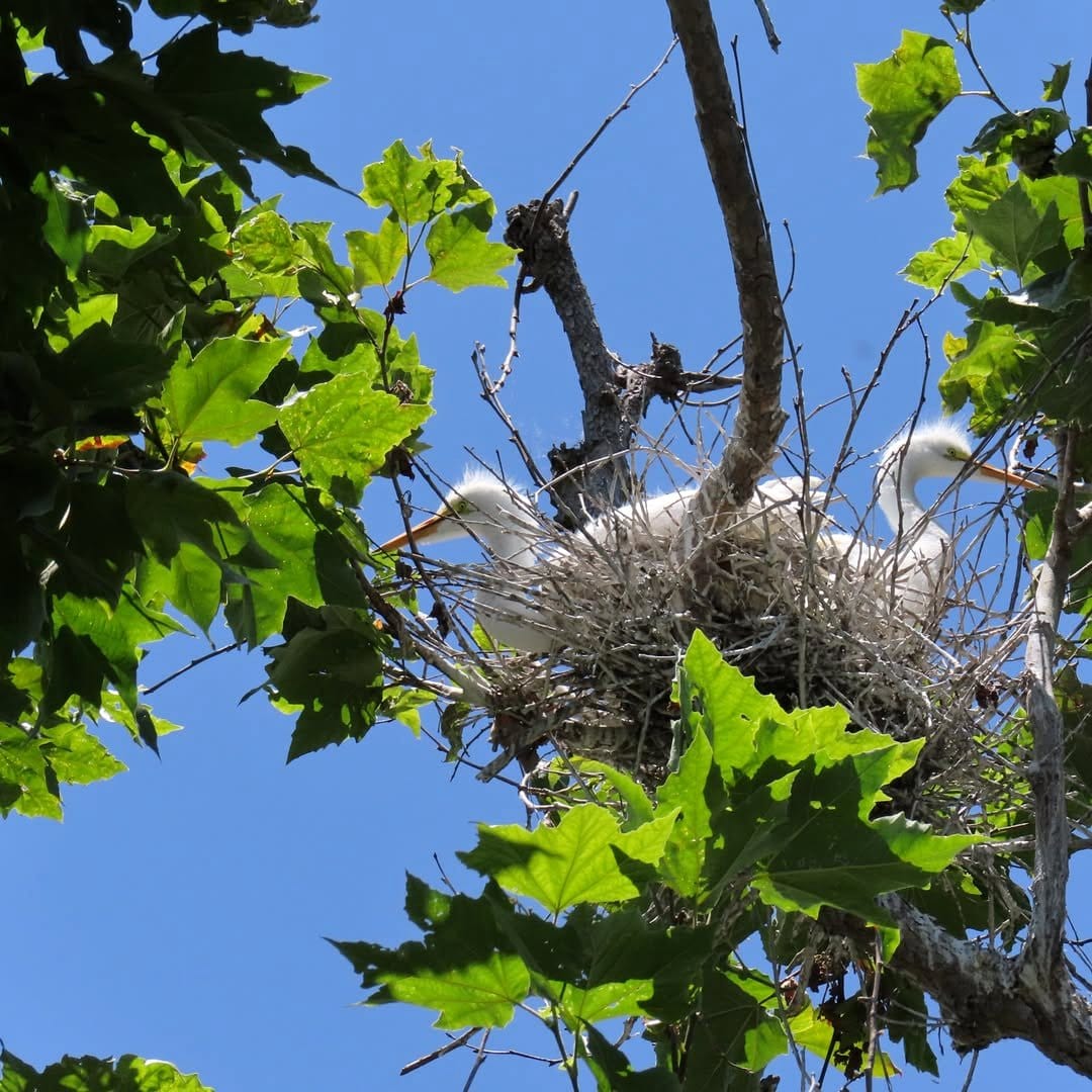 bird nest in a sycamore tree