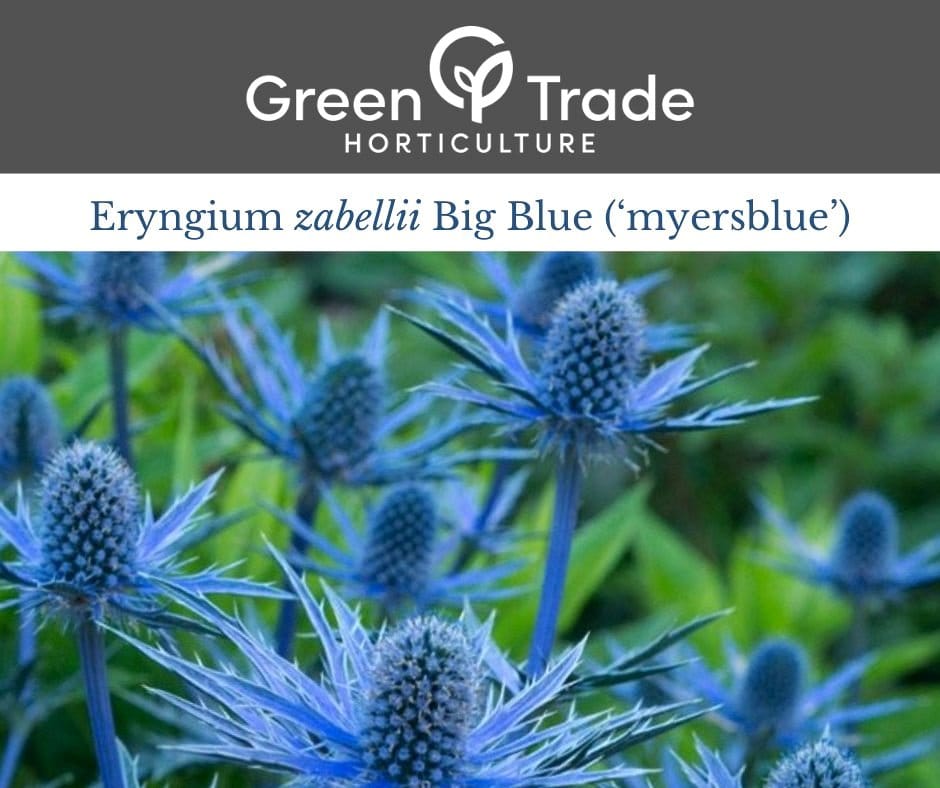 Amethyst Sea Holly in mid-summer