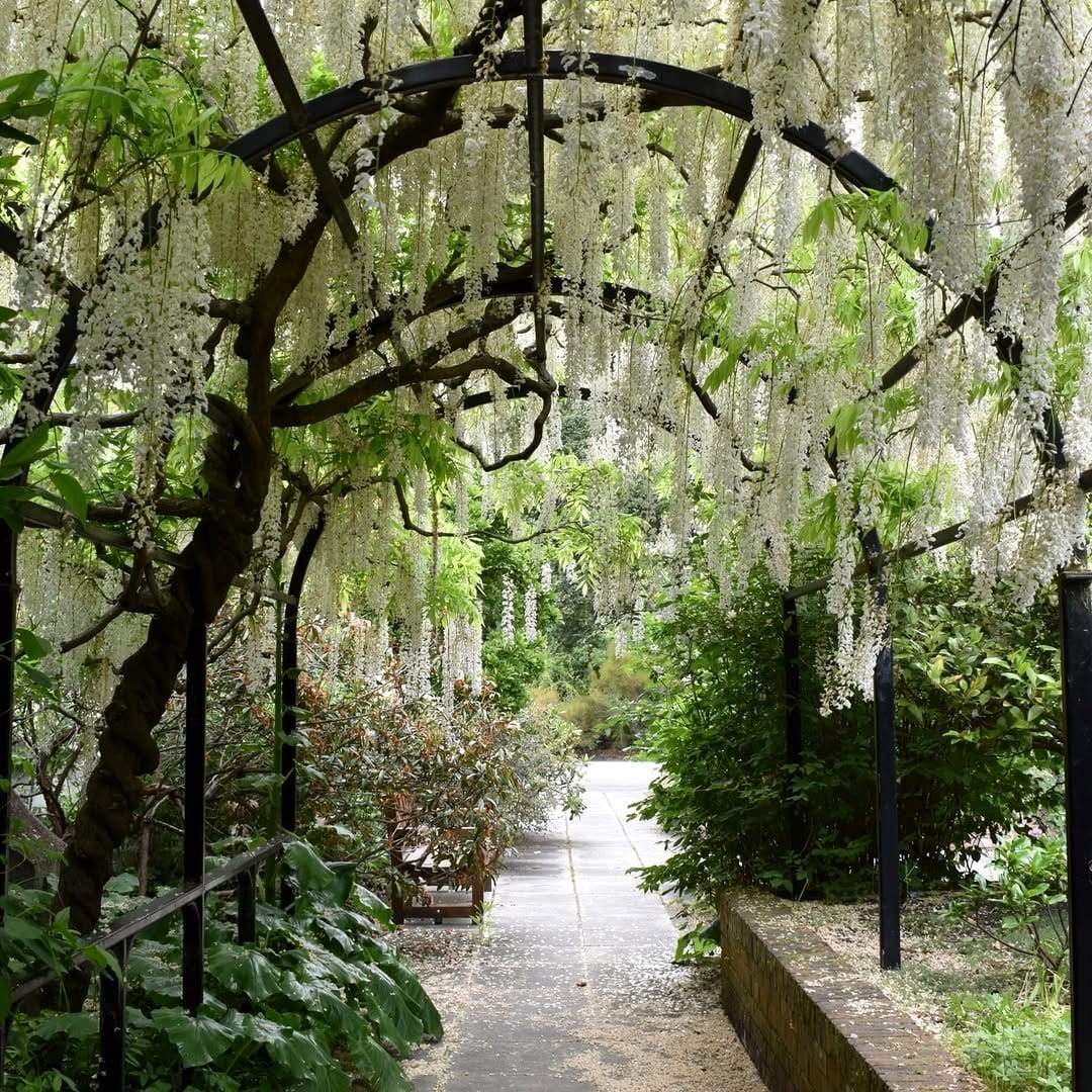 American Wisteria in a cottage garden
