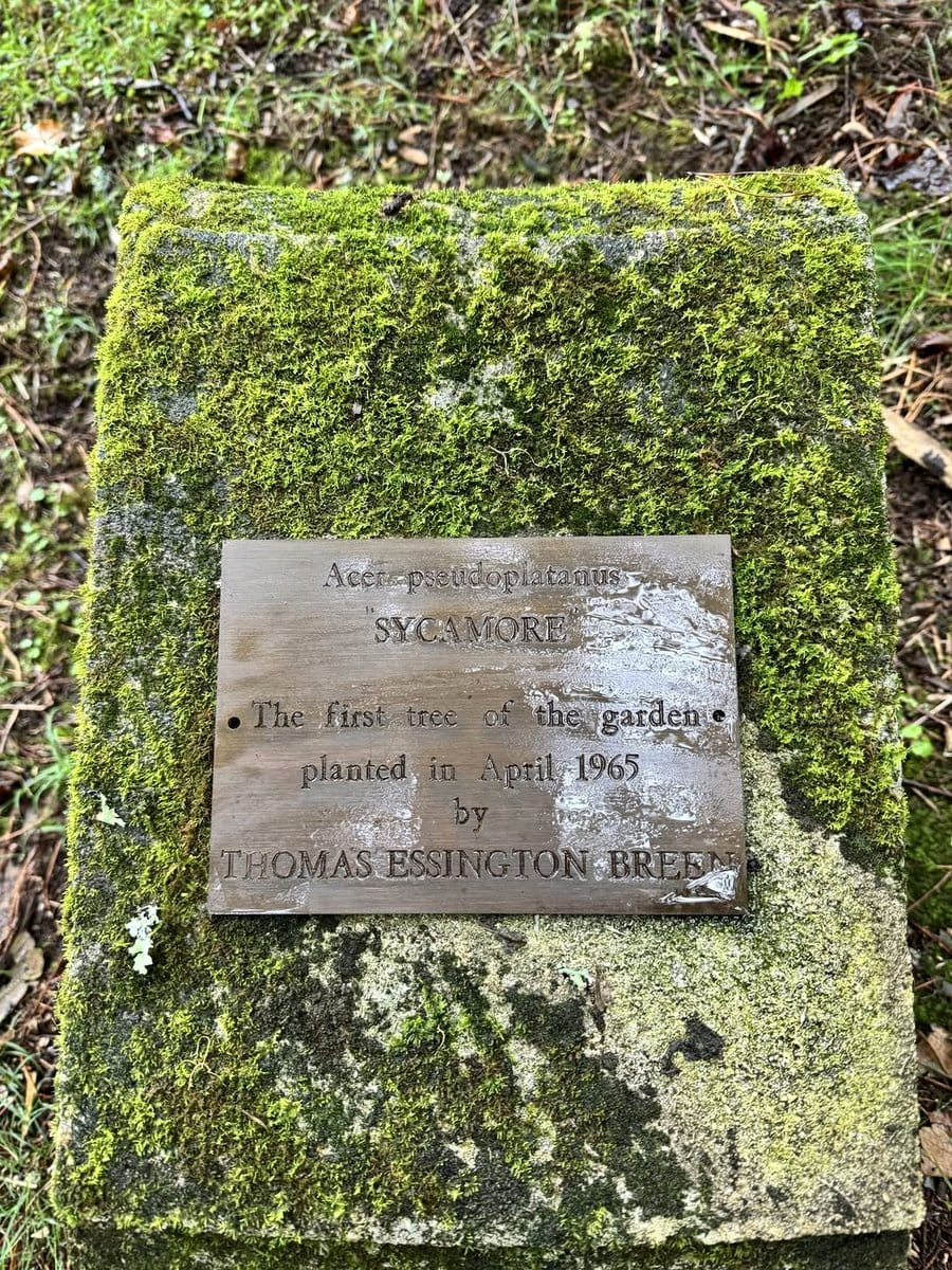 historical sycamore tree plaque