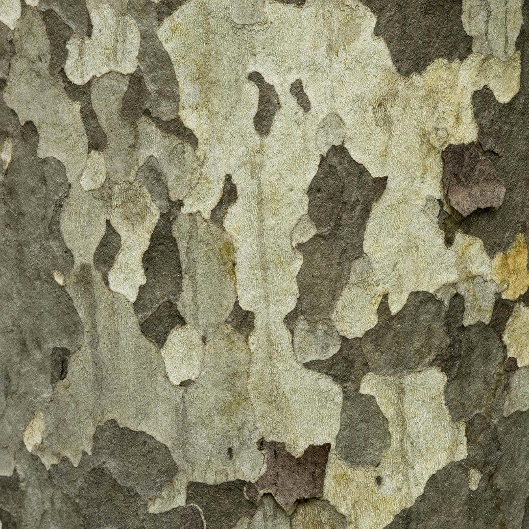 close-up of sycamore bark pattern