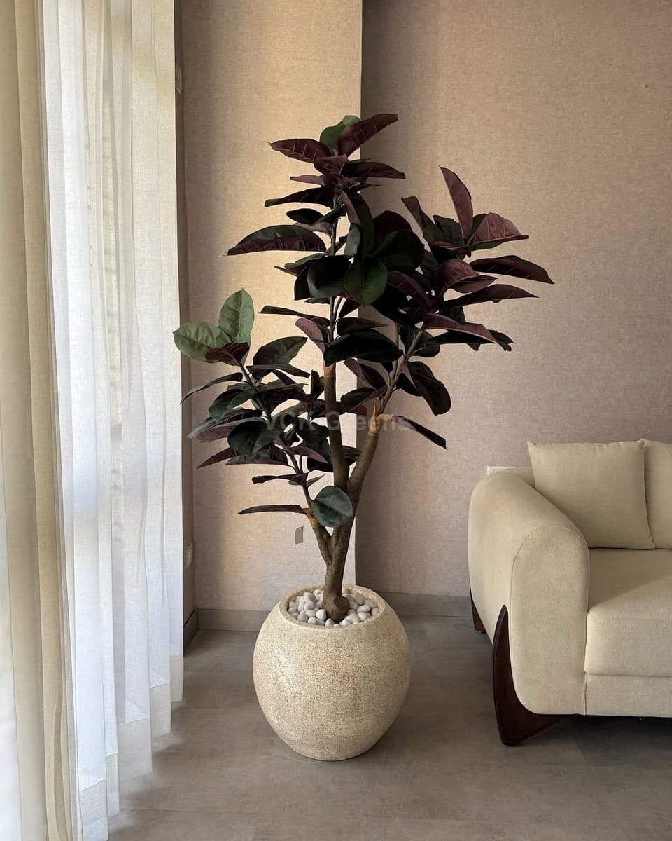 American rubber plant in office corner