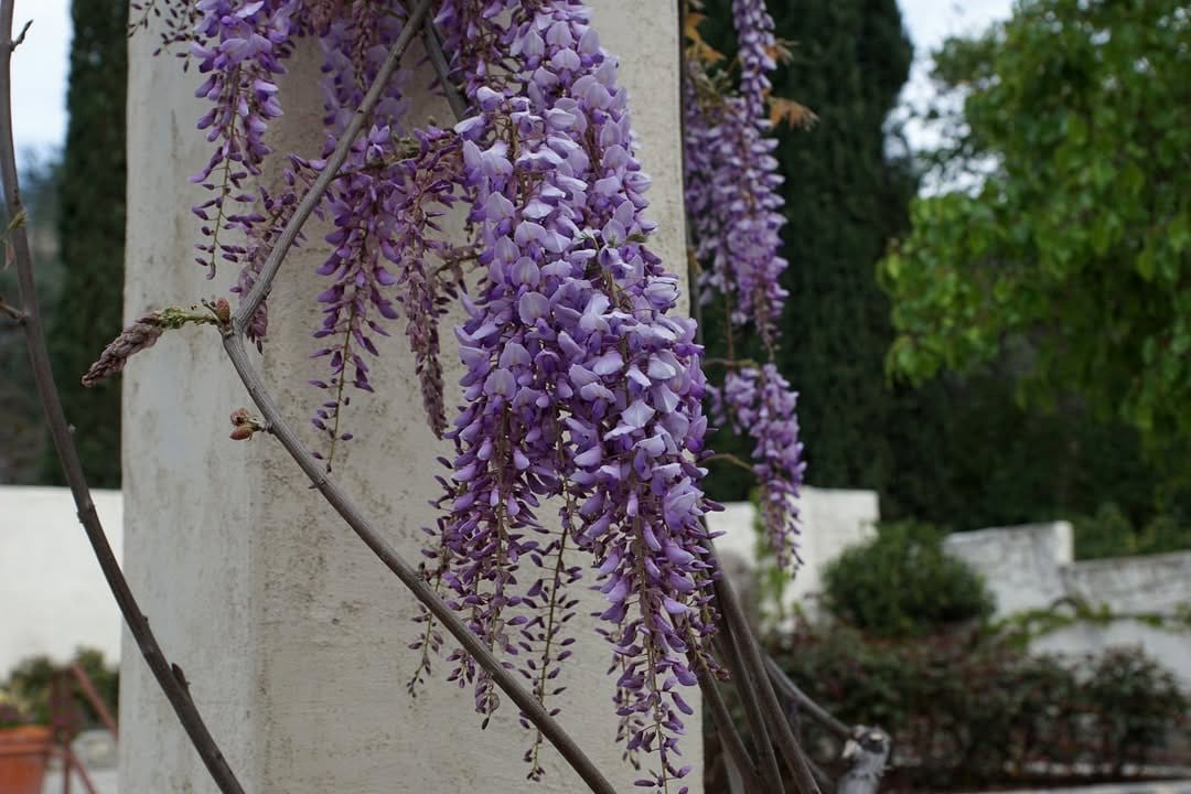 American Wisteria forming a natural fence
