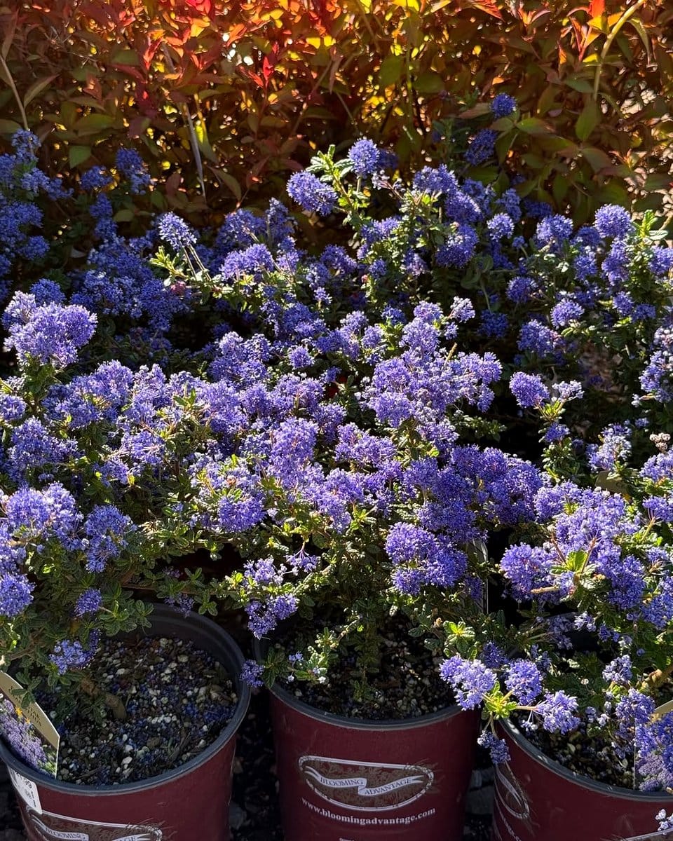 American Wisteria in a patio setting