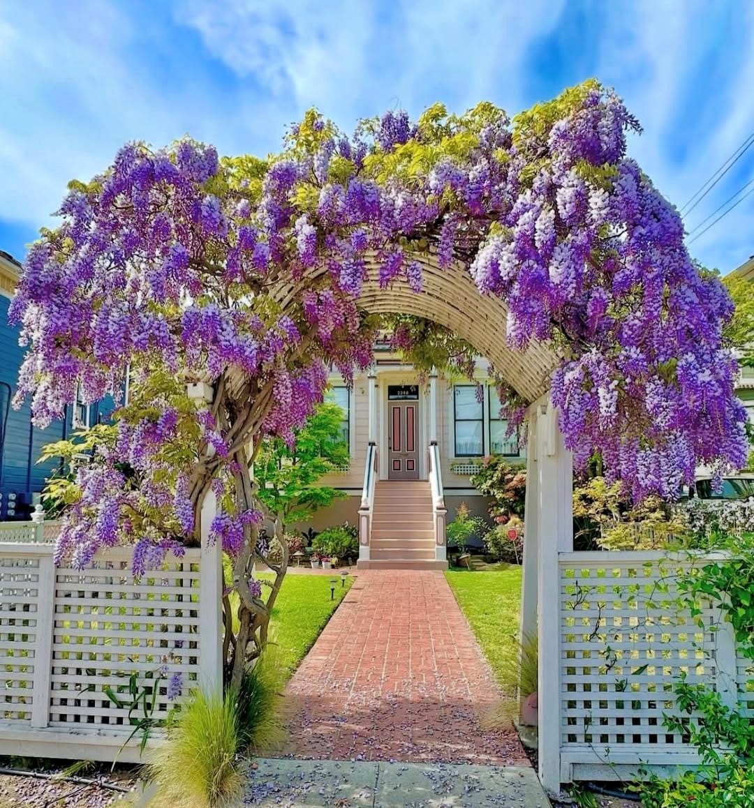 American Wisteria on a garden arch