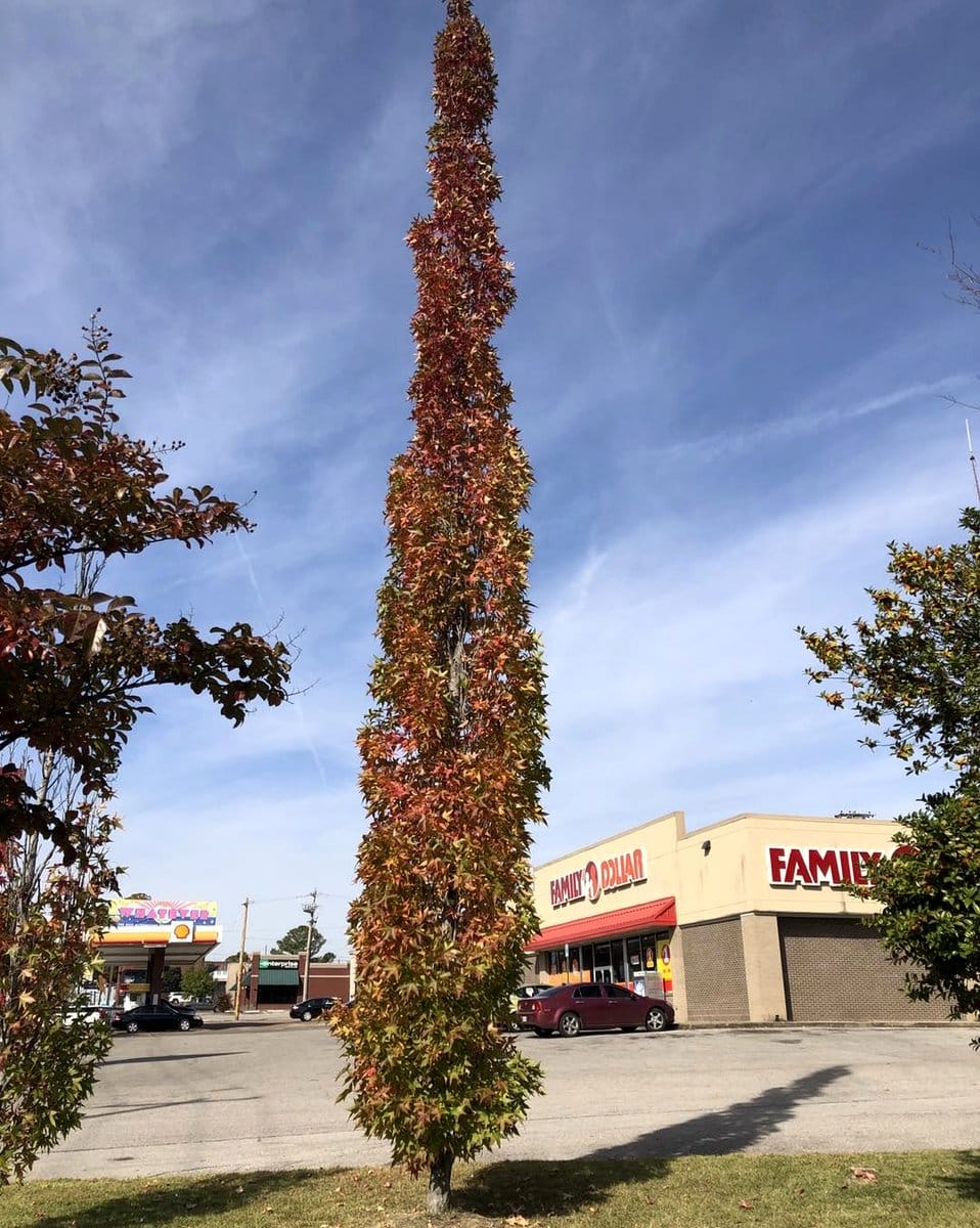 mature sweetgum tree trunk