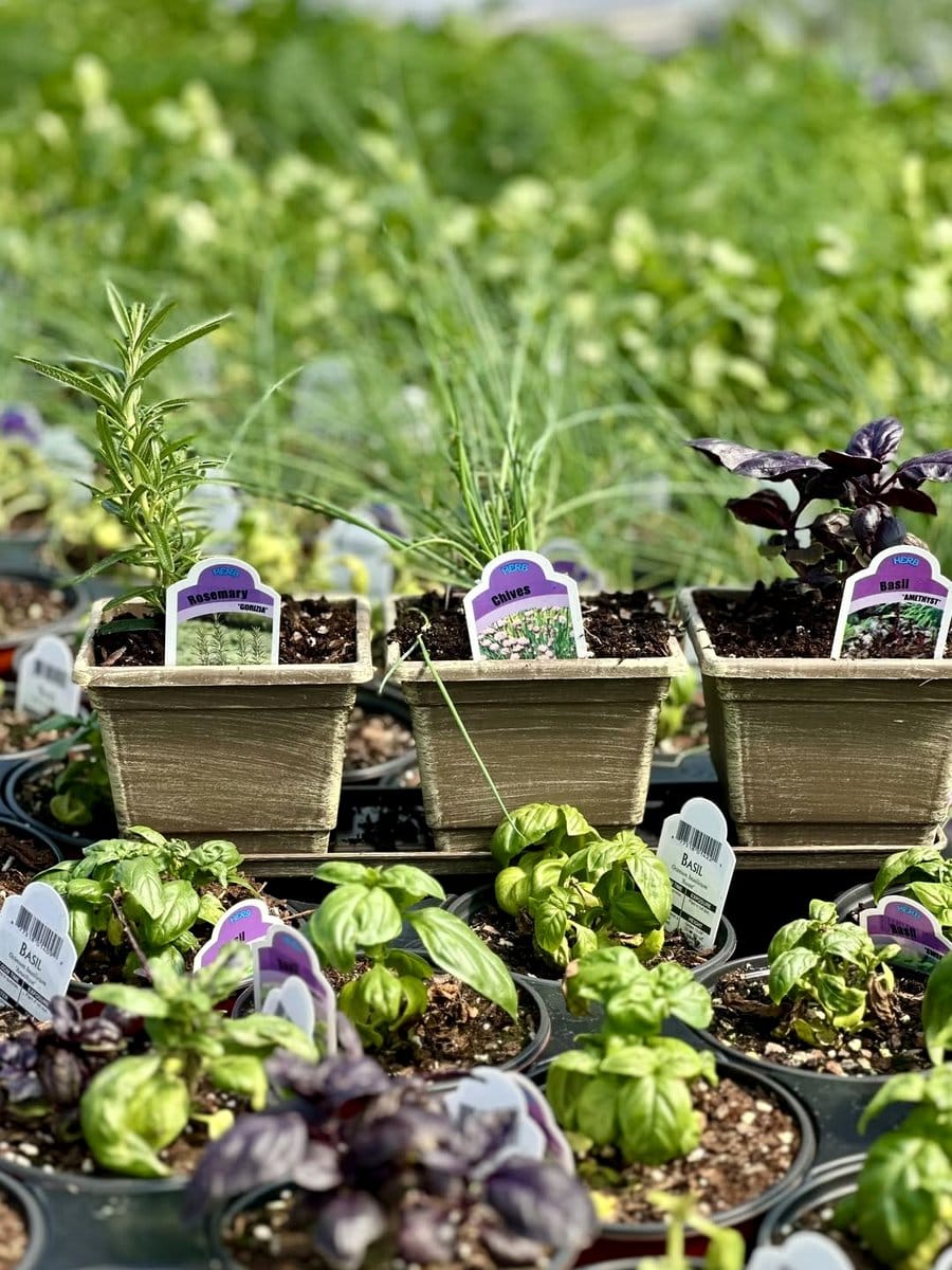 amethyst plant on a kitchen windowsill with herbs