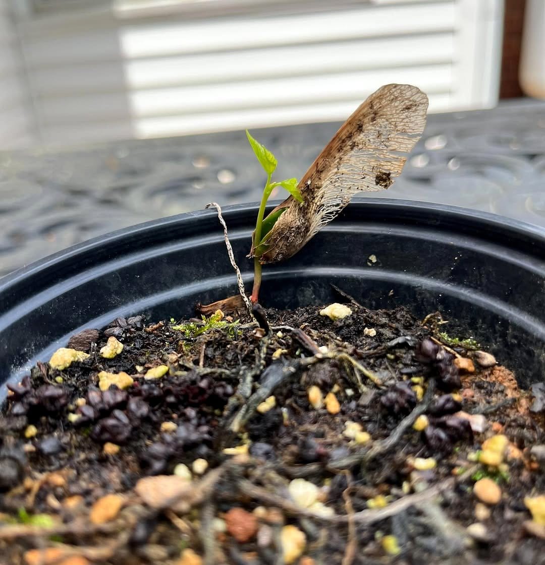sycamore seedling in a pot