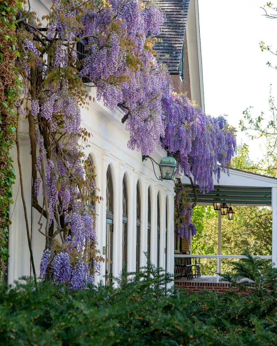American Wisteria on a balcony railing